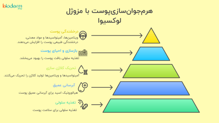 اینفوگرافیک لوکسیوا در یک نگاه